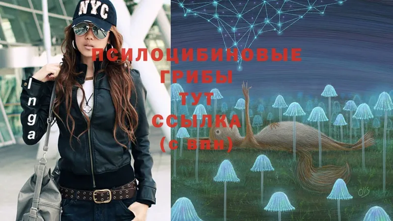 omg   Ковдор  Галлюциногенные грибы Cubensis 